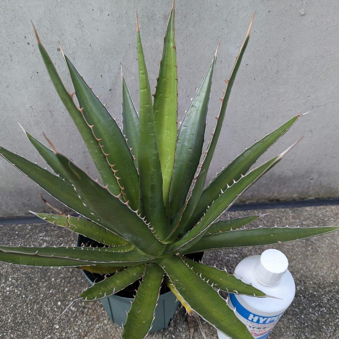 ユーフォルビア デセプタ 実生 強木質化 開花株 8.5cm鉢